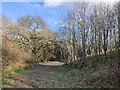 Woodland and path next to M1 motorway