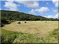 Haybales near Plasgwyrfai