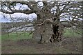 TF0615 : The trunk of the Bowthorpe Oak by Bob Harvey