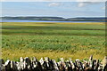 Farmland, Shapinsay