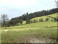 Field of sheep near Llangedwyn