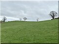 Trees on the skyline