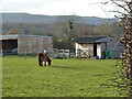 Pony and stables, Hayleigh Farm