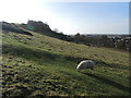 Grazing on Wearyall Hill