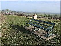 ST4938 : Seat and sapling on Wearyall Hill by Neil Owen