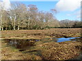 SU2905 : Butts Lawn, New Forest by Marathon