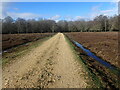 SU2905 : Track across Butts Lawn, New Forest by Marathon