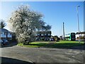 Blackthorn blossom at Monkswood Gate