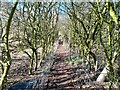 A footpath between hedges