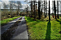 Tree shadows along Ballyrenan Road