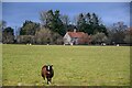 Street : Grassy Field & Sheep