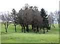 SJ9692 : Trees at Werneth Low Golf Club by Gerald England