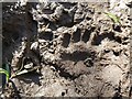 Badger paw print in mud on a footpath
