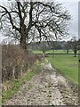 Footpath along a muddy field edge, west of Craven Arms