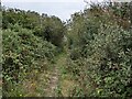 SW6917 : The vegetation is closing in on the bridleway by David Medcalf