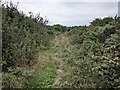 SW6917 : Rough vegetation on the bridleway near North Predannack Downs by David Medcalf