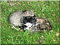 NY9369 : Three cats on the farm by Adrian Taylor