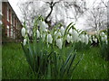 Snowdrops in a garden on Brunswick Terrace