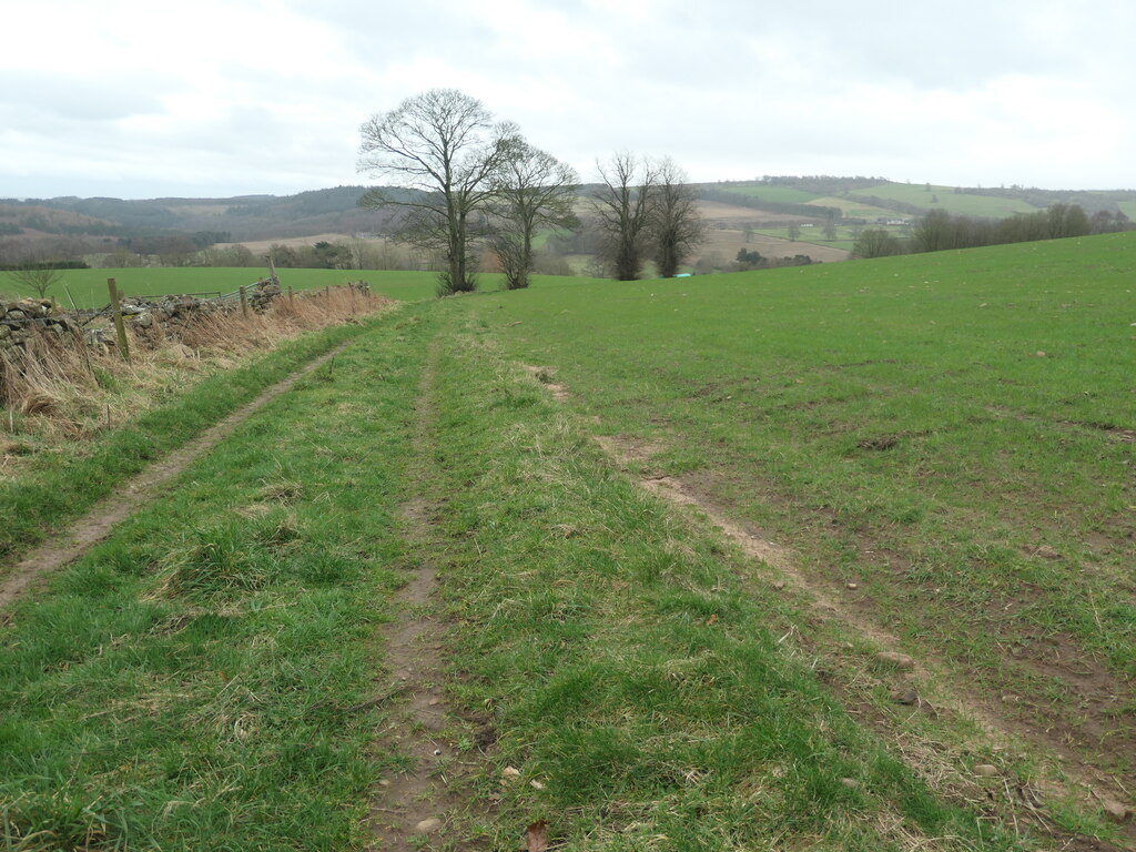 large-trees-on-a-field-boundary-christine-johnstone-geograph