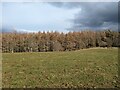 View of Budgate Plantation