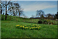 Small clump of daffodils along Omagh Road