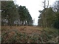 Woodland clearing and power lines, Allerthorpe Common