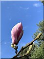SH8076 : Magnolia buds by Richard Hoare
