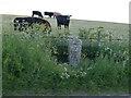 SY5891 : Old Milestone by the A35, south of Kingston Russell by Colin Payne