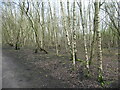 SE4028 : Silver birch woodland, Woodend by Christine Johnstone