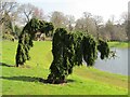 TQ0657 : RHS Wisley - Weeping Pines by Colin Smith