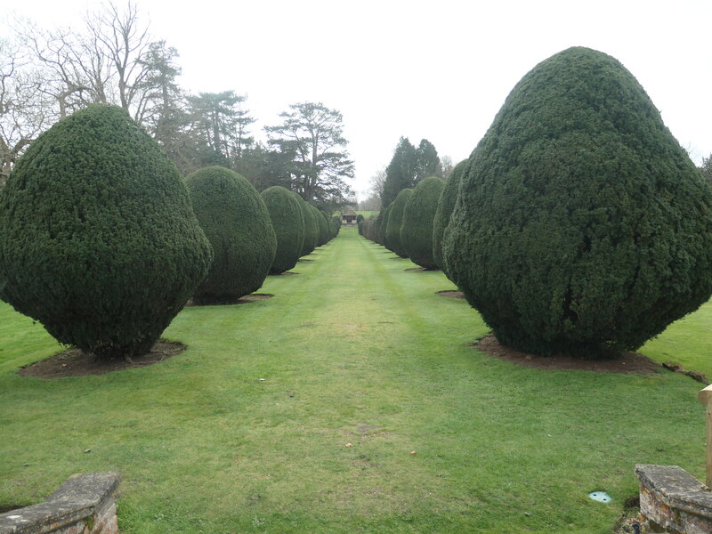 Yew topiary avenue, Elvetham Hall © Christine Johnstone :: Geograph ...