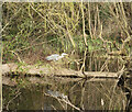 TQ3989 : Heron on a log by Des Blenkinsopp