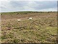 SO2174 : Sheep gracing on Radnorshire hills by Alan Hughes
