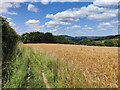 Field of wheat near Wenlock Edge