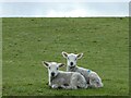 Two new lambs at Pwllan farm near Tregynon, Powys