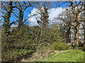 Trees and rough undergrowth