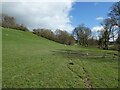 In sheep pasture below a wooded belt