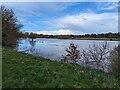 SJ5510 : Swollen River Tern at Attingham Park by TCExplorer