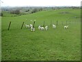 Lambs at play