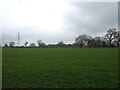 Grazing north of Warrington Road