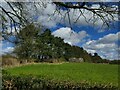 Conifers along a field boundary