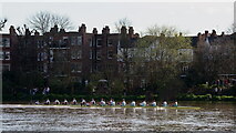 TQ2378 : University Boat Race 2024 by Peter Trimming