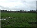 Waterlogged grazing off Gorstage Lane