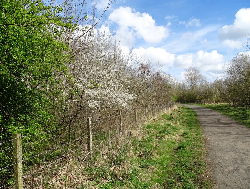 Blossom beside the railway path © Robert Graham :: Geograph Britain and ...