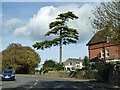 Pine, grounds of Wordsworth House, Swanage