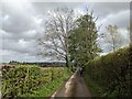 Lane at Tedstone Delamere