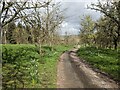 Drive to Line House Farm (Tedstone Delamere)