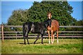 Churchstanton : Grassy Field & Horses