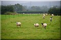 Oldbury-on-Severn : Grassy Field & Sheep