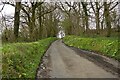 Primroses alongside a road to the west of Mariansleigh